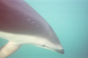 Svømme med delfiner